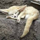 Illustration for article titled A message from team fennec fox.